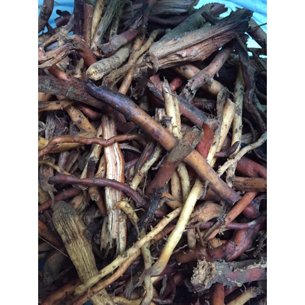 

akar pinang segar 500gr