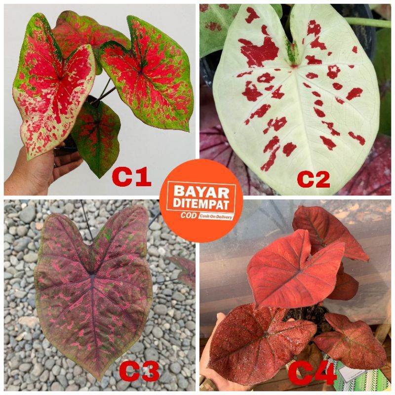 promo paket4 tanaman hias umbi keladi murah keladi import bisa cod gan