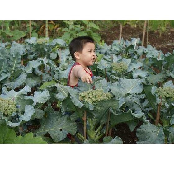 Brightϟ 50 Benih Brokoli Hibrida GREEN SUPER F1 bibit tanaman sayur sayuran hidroponik