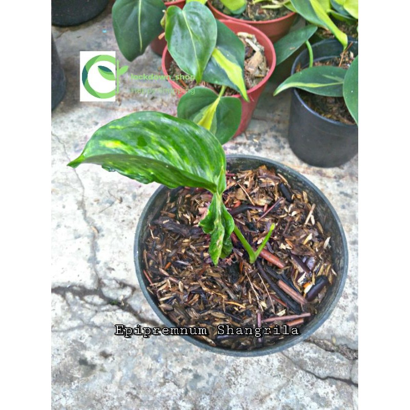 Epipremnum Shangrila Variegata / Shangrilla Variegata / aureum Shangrila Variegata