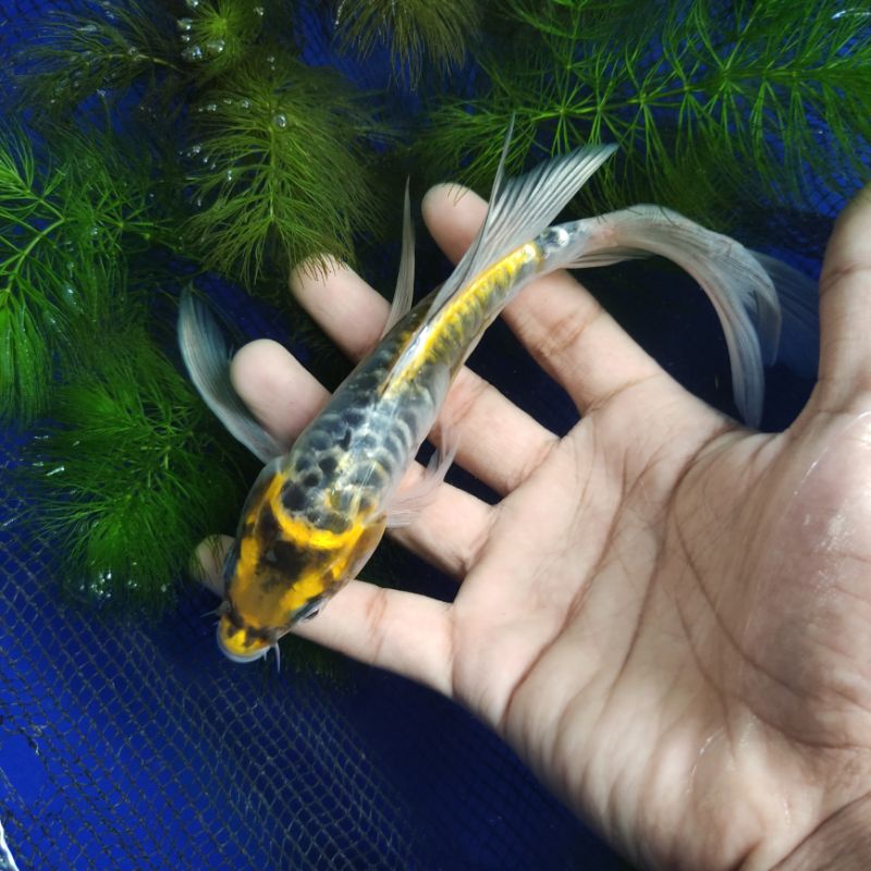 Ikan Koi Kumpay/Slayer Tancho Kuning LIMITED EDITION 19CM