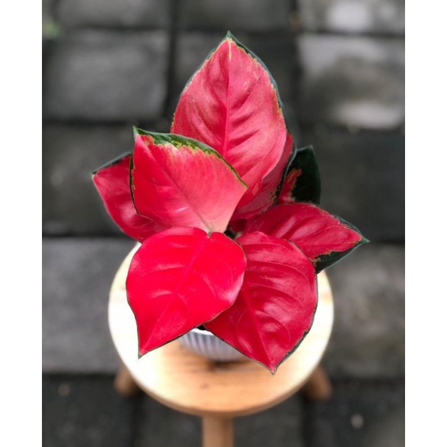 Aglonema suksom jaipong kulture tanaman hias bunga aglonema suksom jaipong kulture mutasi merah