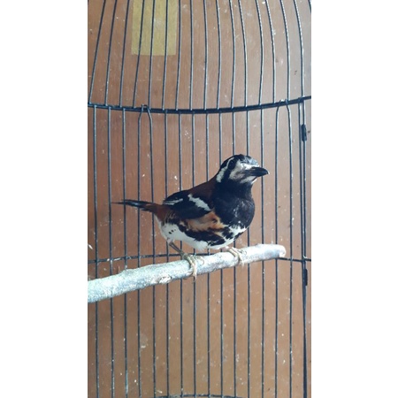 anis macan bahan jantan