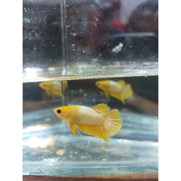 cupang yellow fccp betta fancy Copper