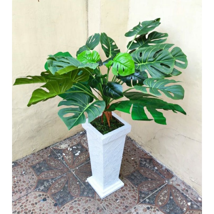 Bunga Monstera Jumbo Rimbun/ Janda bolong / Bunga sudut