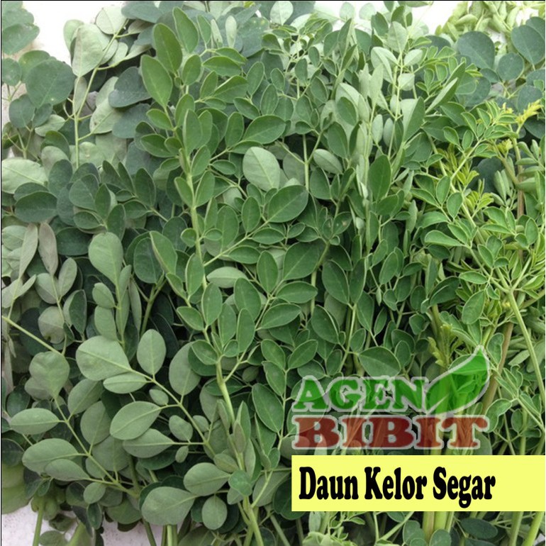 

Daun Kelor Segar 100 gram - Basah Fresh Bahan Herbal