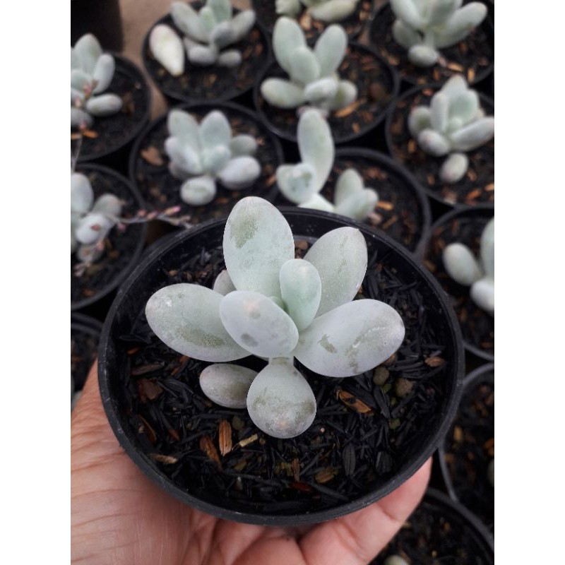 Sukulen murah moonstone
