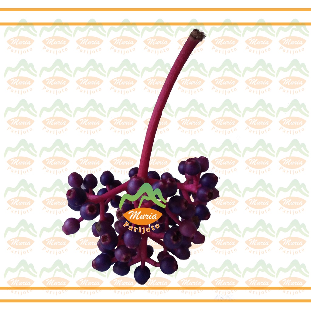 

PARIJOTO MURIA SUPER MURAH 20 - 50 GRAM PENYUBUR KANDUNGAN