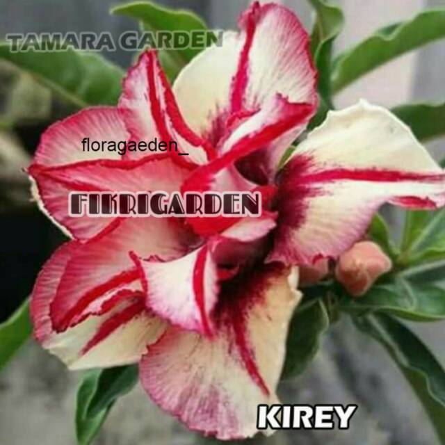 

Bibit Bunga Kamboja Adenium Kirey 1