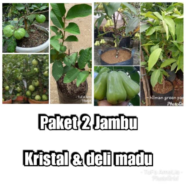 Jual Paket 2 Pohon Jambu Kristal Dan Deli Madu Shopee Indonesia