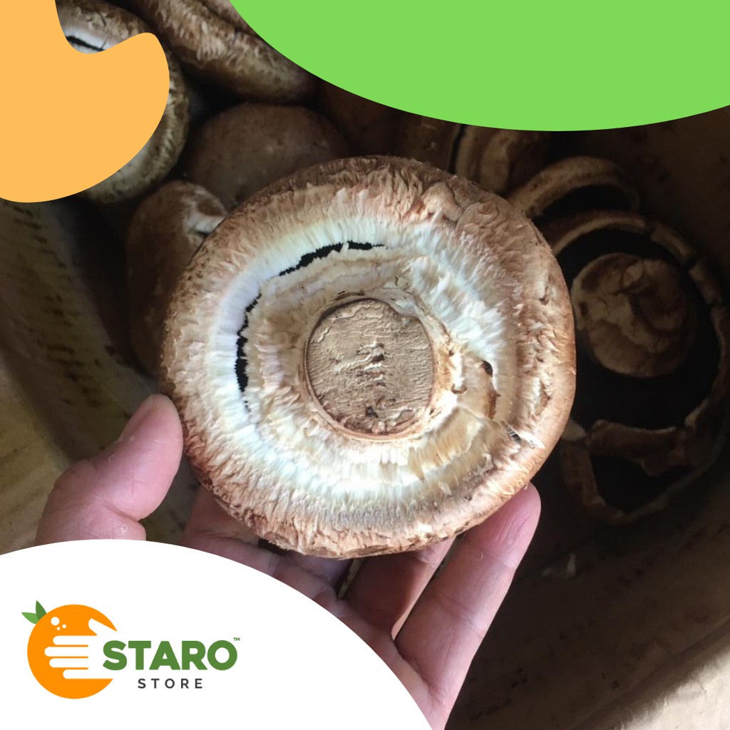 

Jamur Portabello / Jamur Segar