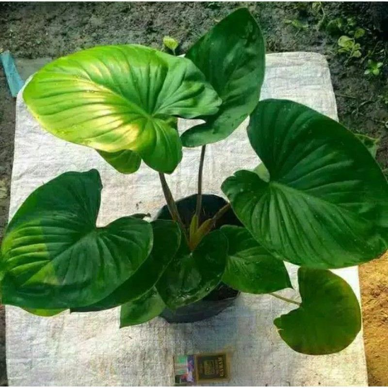 HOMALOMENA RED HIJAU