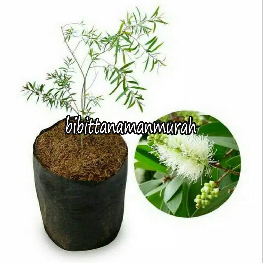 Bibit kayu putih