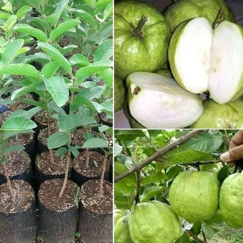 Bibit jambu kristal 1 paket dapat 4 bibit jambu kristal putih