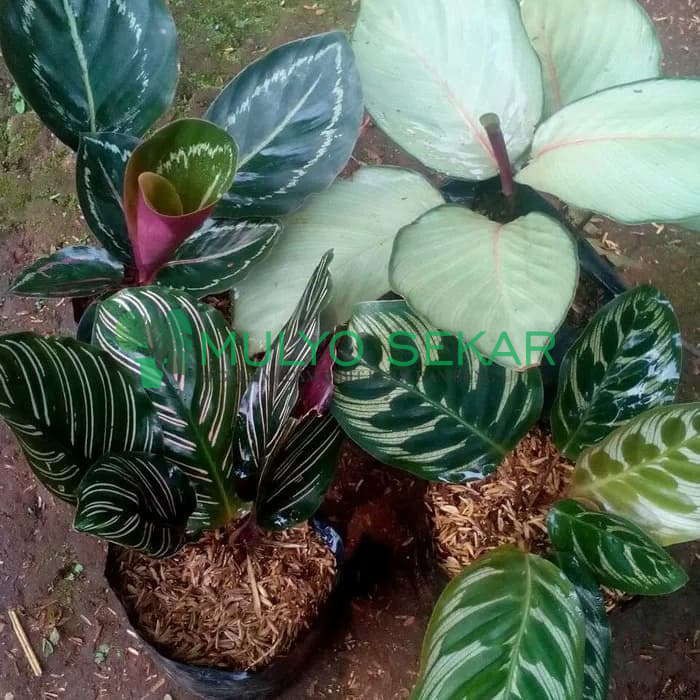 Calatea paket 8 tanaman hias indoor calathea