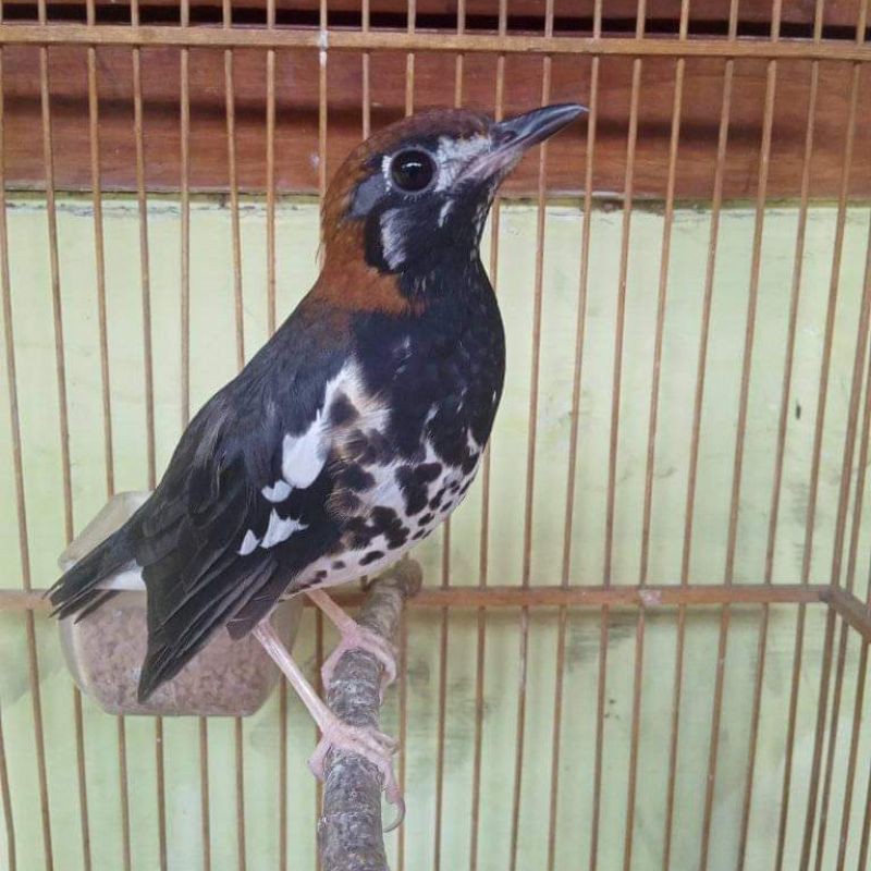 BURUNG ANIS KEMBANG JANTAN BAHAN PILIHAN