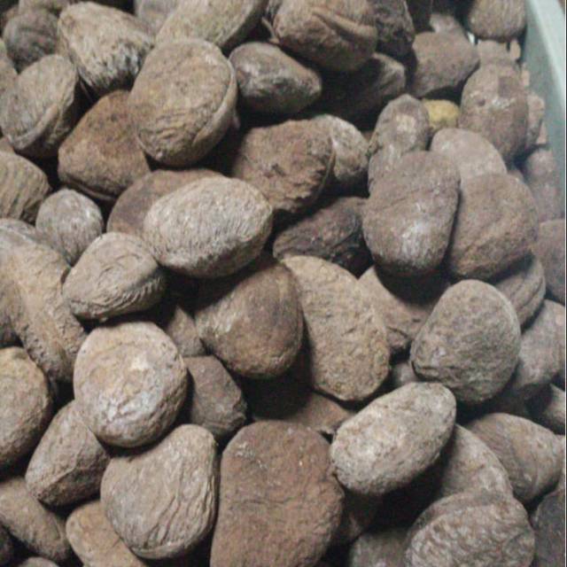 

Pucung / kluwek 1kg 35.000