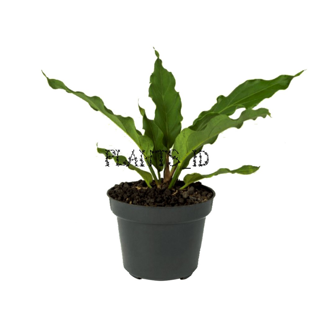 benih tanaman hias indor outdor anthurium gelombang cinta wave of love