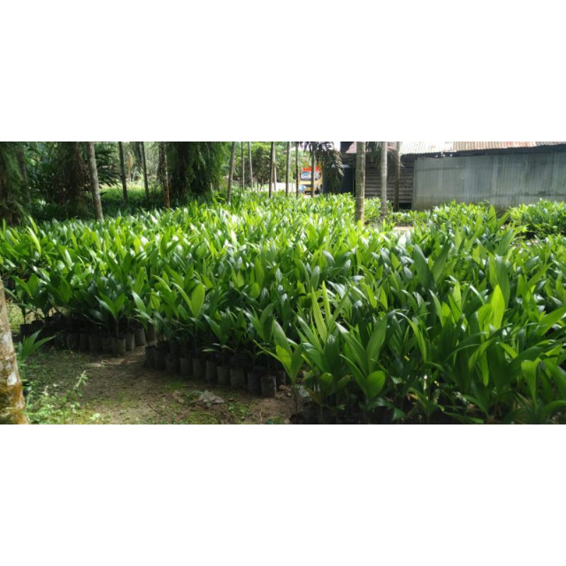 BIBIT PINANG BETARA/SIAP TANAM