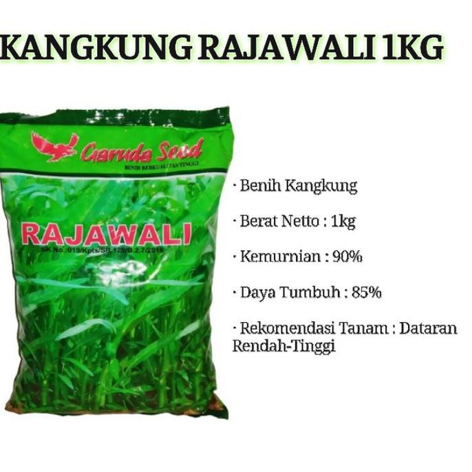◊ KANGKUNG RAJAWALI 1KG (benih kangkung rajawali 1kg) ❈