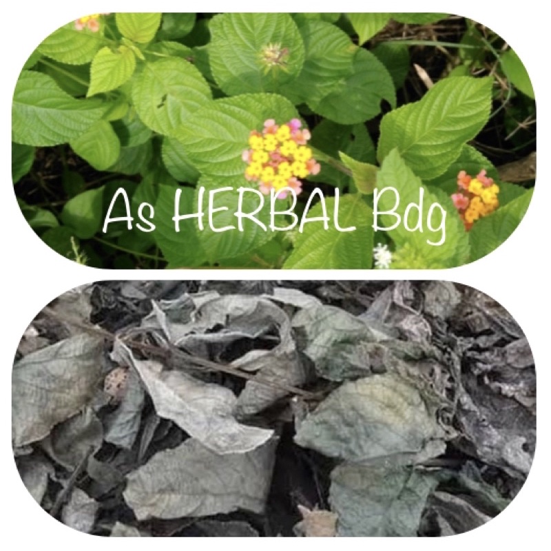 

Daun tembelekan kering / daun lantana camara kering