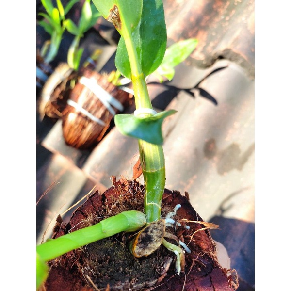 REAL PLANT | LINEALE | Dendro jadi split | Anggrek Species Sulawesi