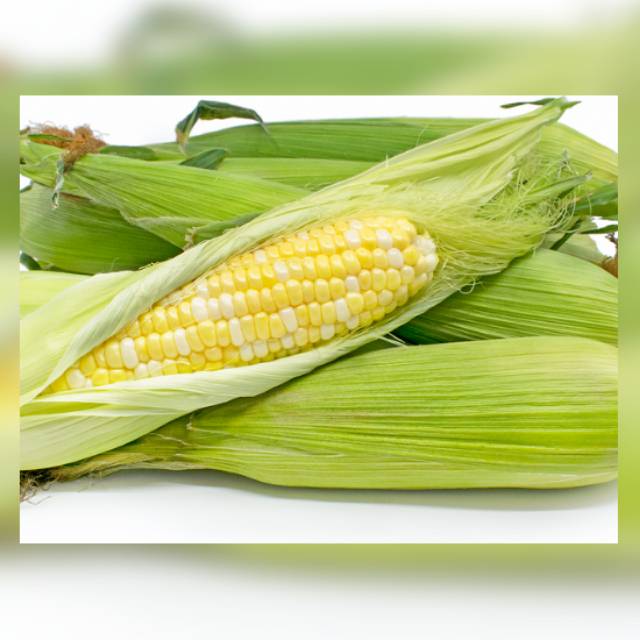

Jagung manis