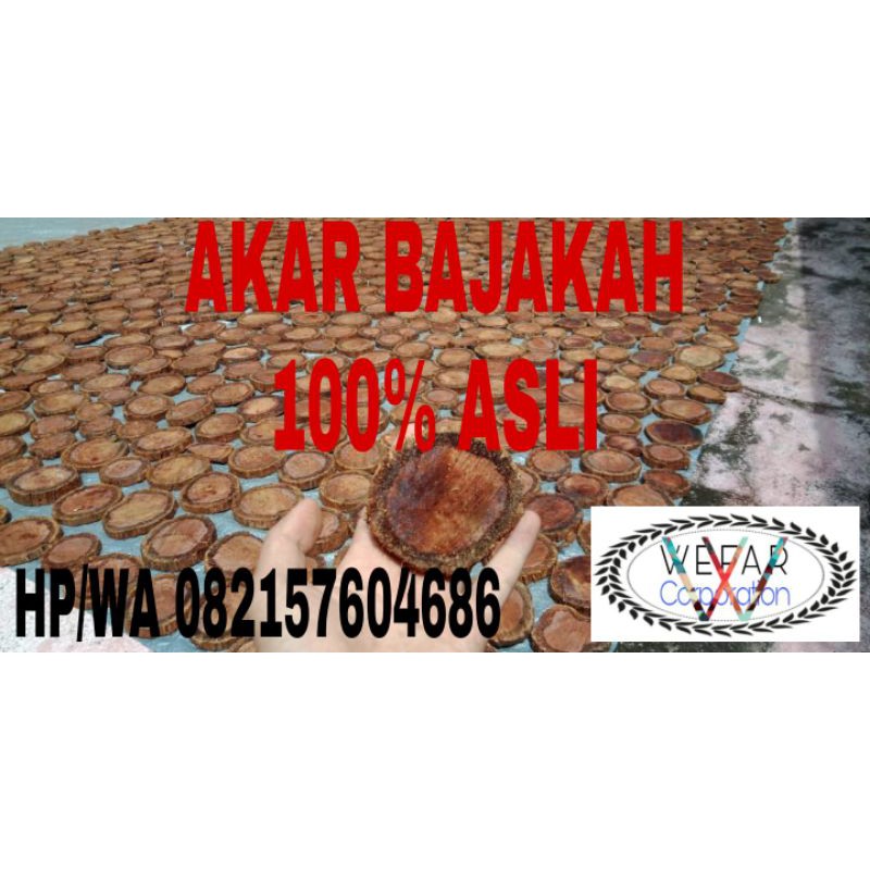 

Akar Bajakah Asli Kalimantan 100% Ampuh net 1 Kg