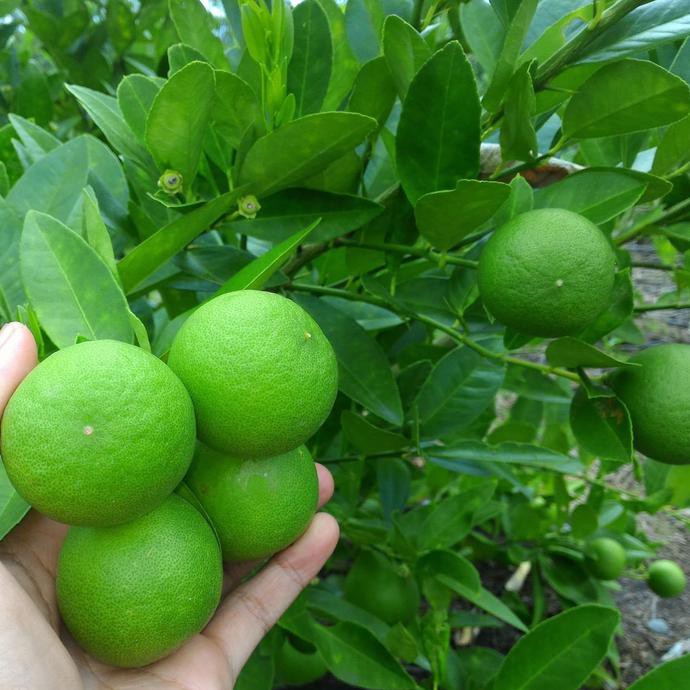 Back Bibit Buah Jeruk Lemon Lokal - Ukuran 40Cm