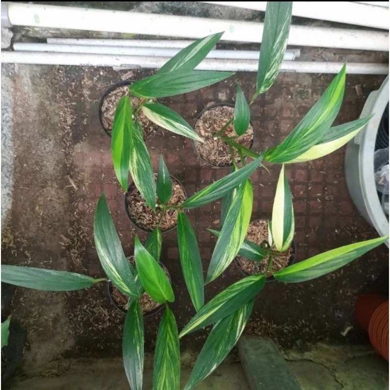 Tanaman hias Epipremnum Amplissimum Variegata / Epipremnum Amplissimum / Amplissimum Variegata