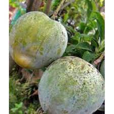 Bibit Mangga Kelapa Siap Berbuah-Tanaman Bibit Buah Mangga Kelapa-Tanaman Buah Super-Bibit Buah Okul