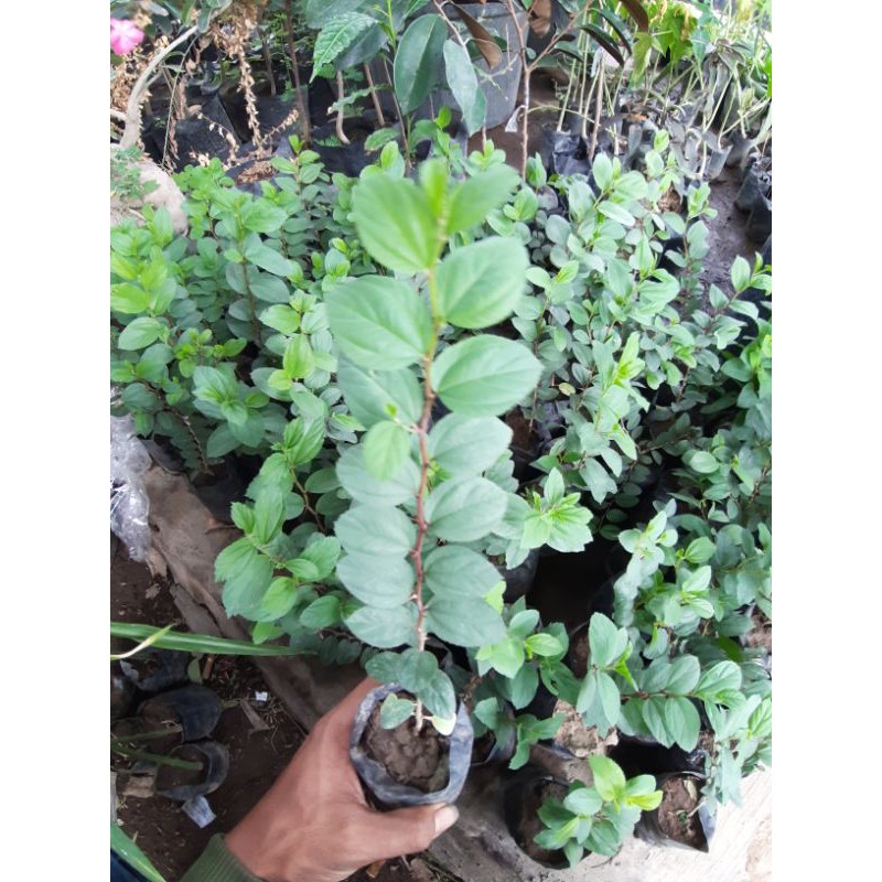 bidara arab tinggi 20 cm [Berkualitas Unggul]