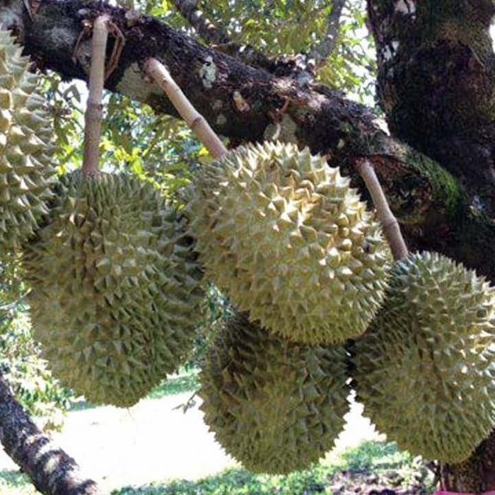 BIBIT DURIAN MONTONG ASLI