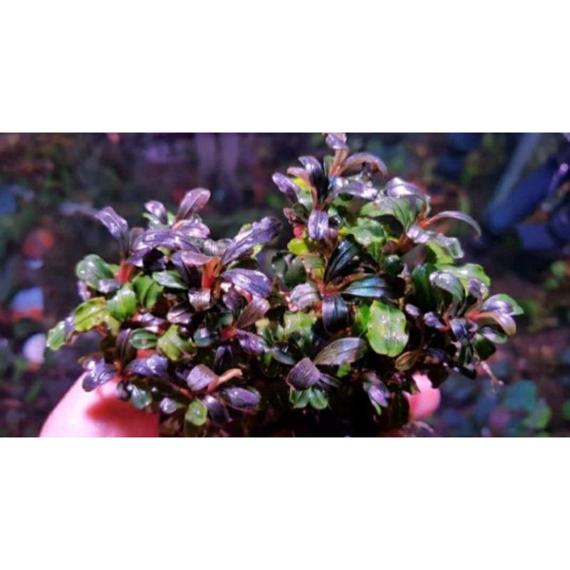 buce_jeck mandau original perKG+bonus spesial