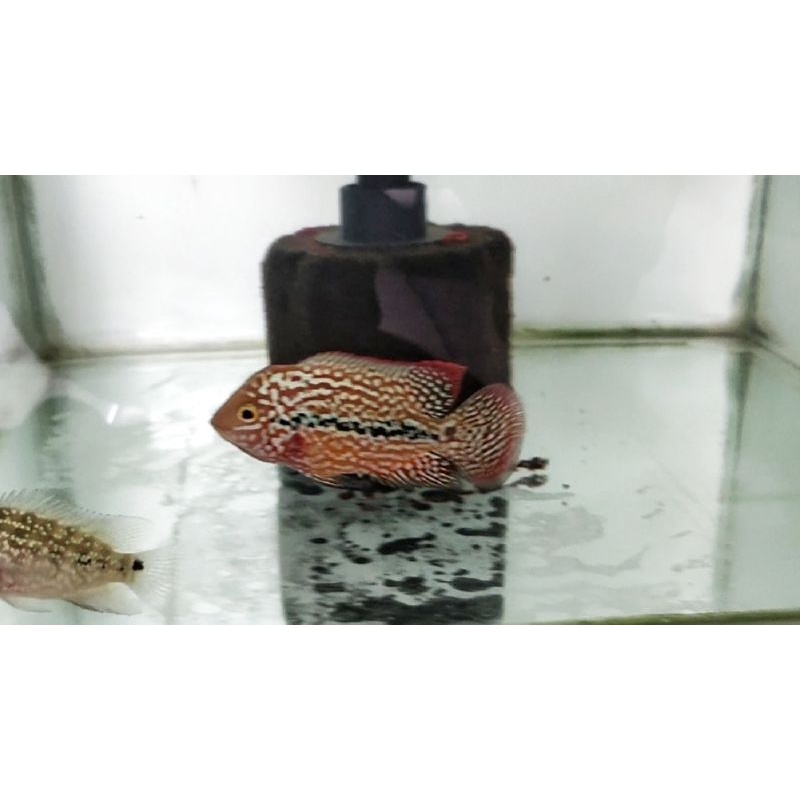 kamfa f2 super red thailand