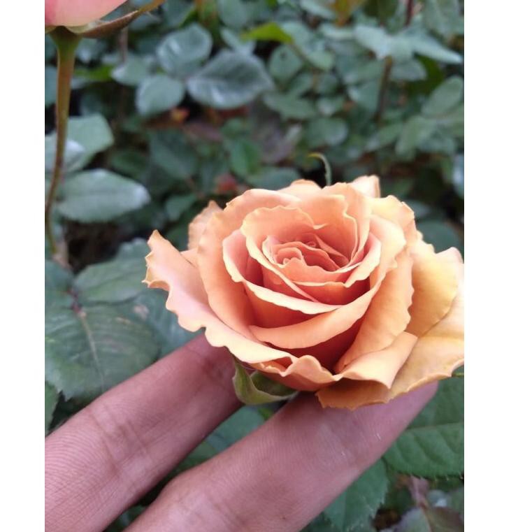 

Nyaman MAWAR HONEY DJHON.,..,.!