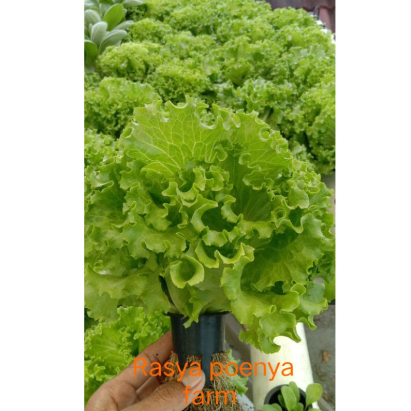 Benih selada keriting