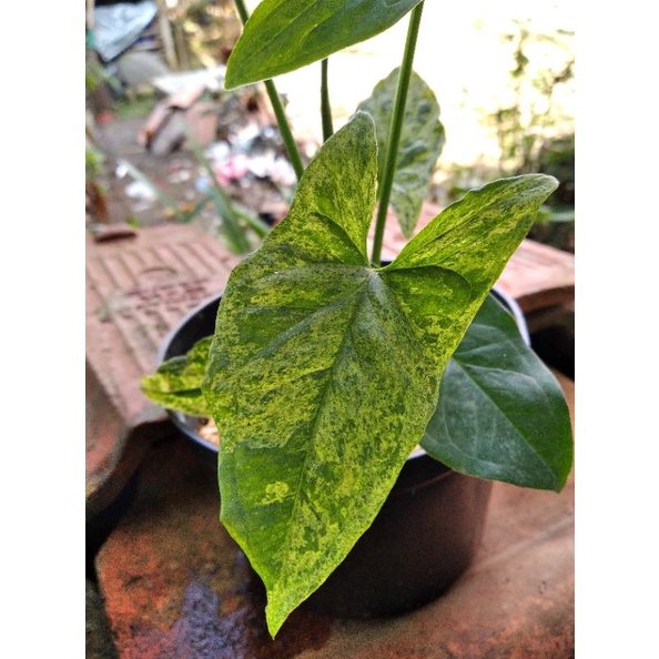 syngonium mojito, singonium mojito eksotik