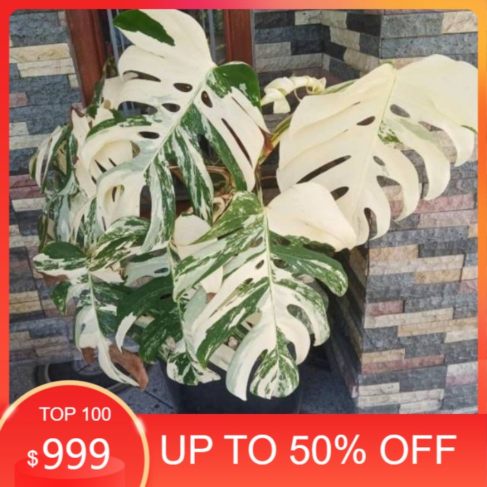 Monstera variegata king (Bibit) - monstera variegata - Not Specified