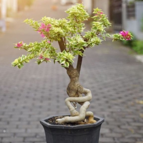 tanaman hias bugenvil  singapore,  bonsai bugenvil,  bibit bonsai