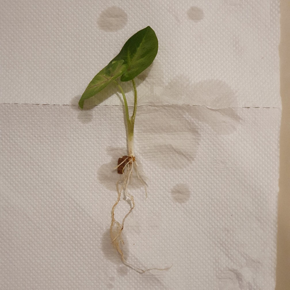 Keladi/caladium Sexy Pink