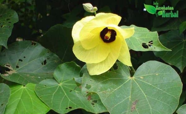 

DAUN WARU SEGAR 1 Kg