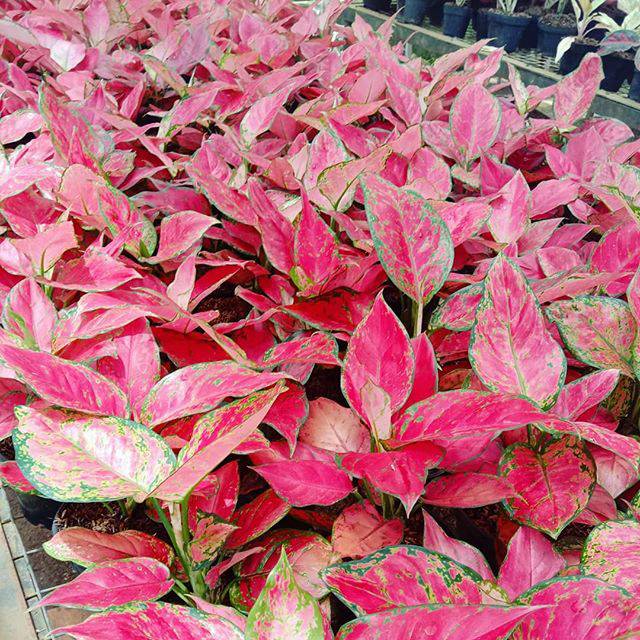  Aglaonema Red Anjamani  Shopee Indonesia