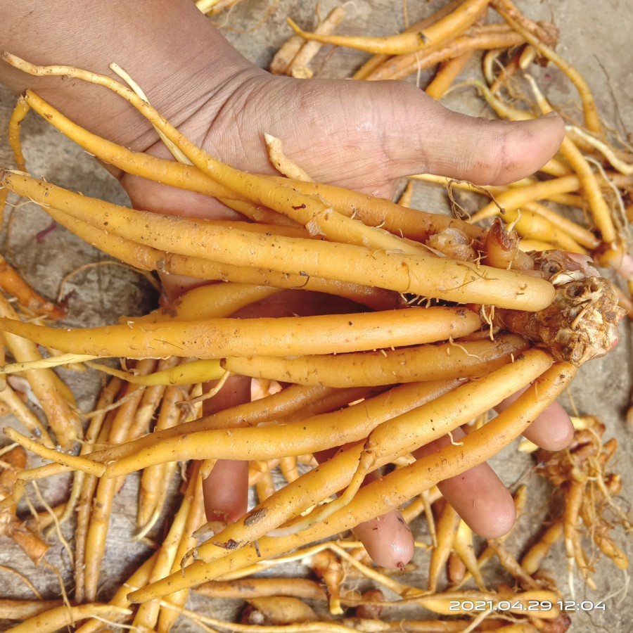 

Temu Kunci Segar 500 gram Murah