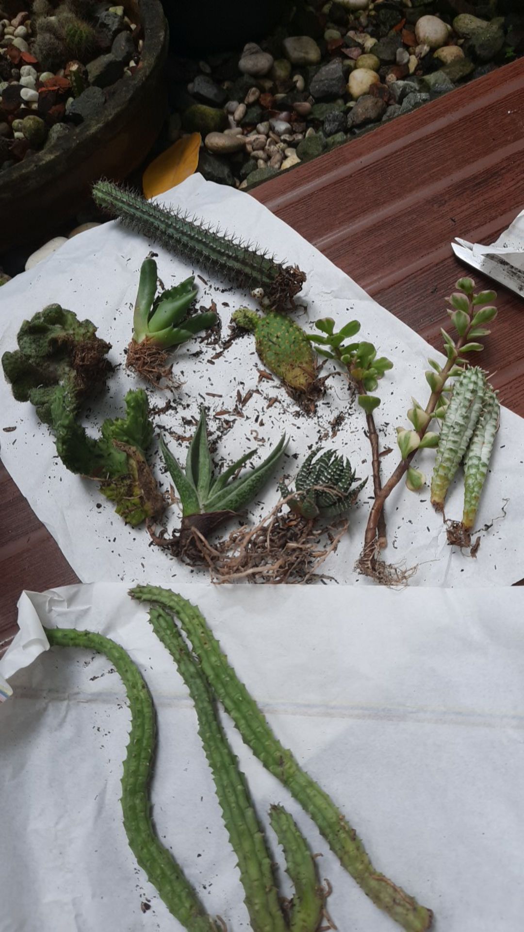 Kaktus Dan Sukulen Opuntia Mickey Ownroot