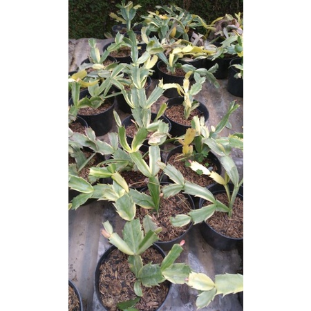 vijaya kusuma kepiting varigata