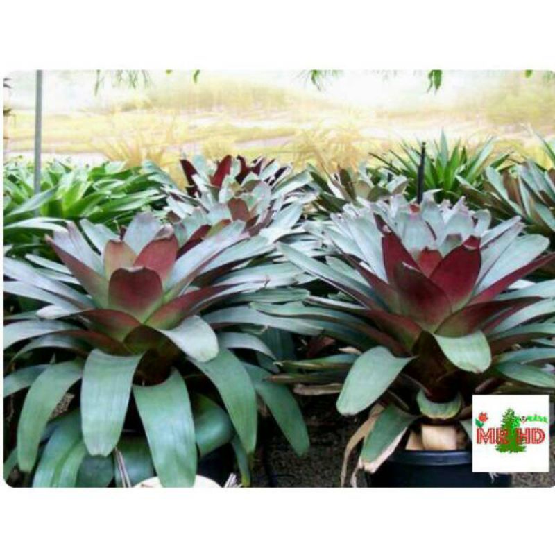 Tanaman hias bromelia giant dewasa