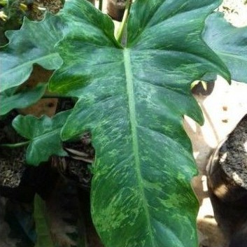 Tanaman Hias Philodendron Dragon Varigata Philo