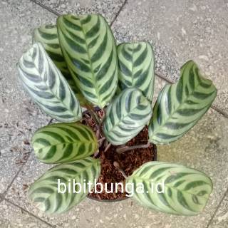 Calathea peacock Kalatea sepat burle marx bibit tanaman Calathea peacock Kalatea sepat burle marx bibit tanaman