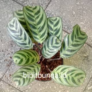  Calathea  peacock Kalatea sepat  burle marx bibit tanaman 